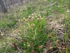 Carex longirostrata