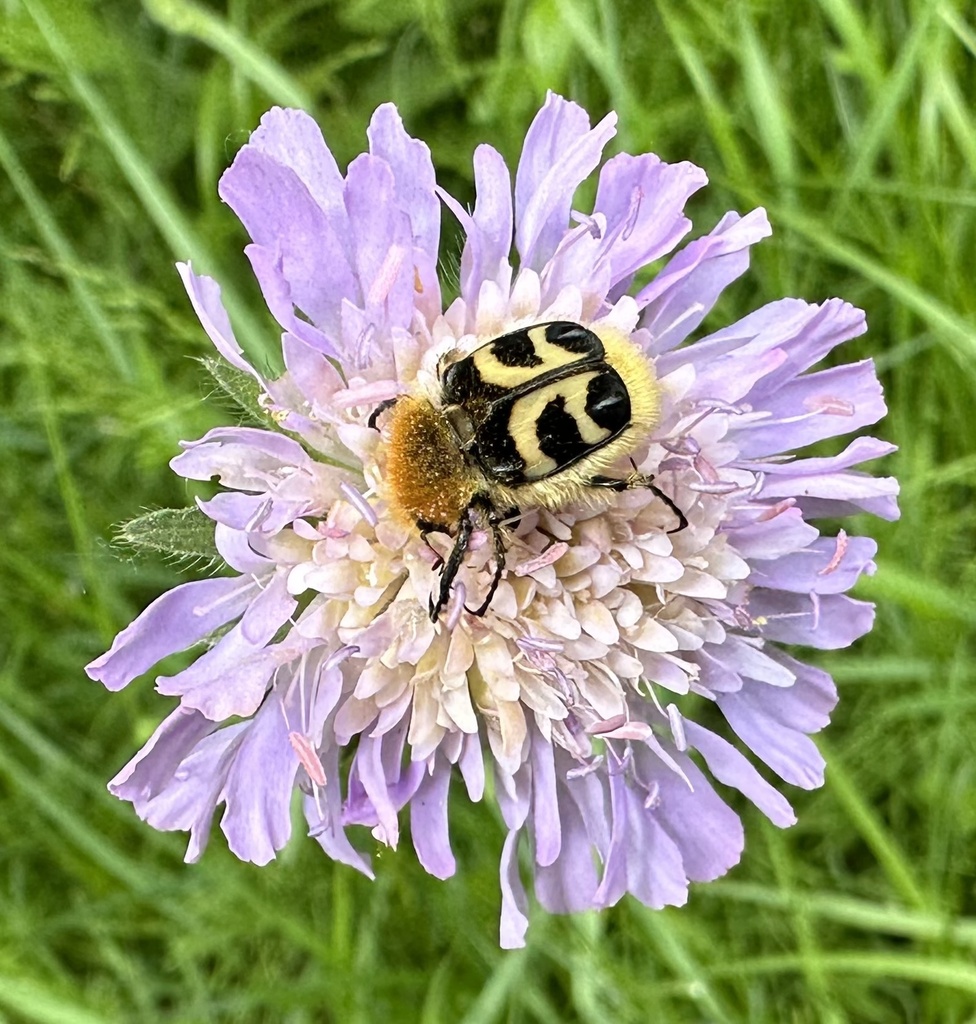 Bee Beetle