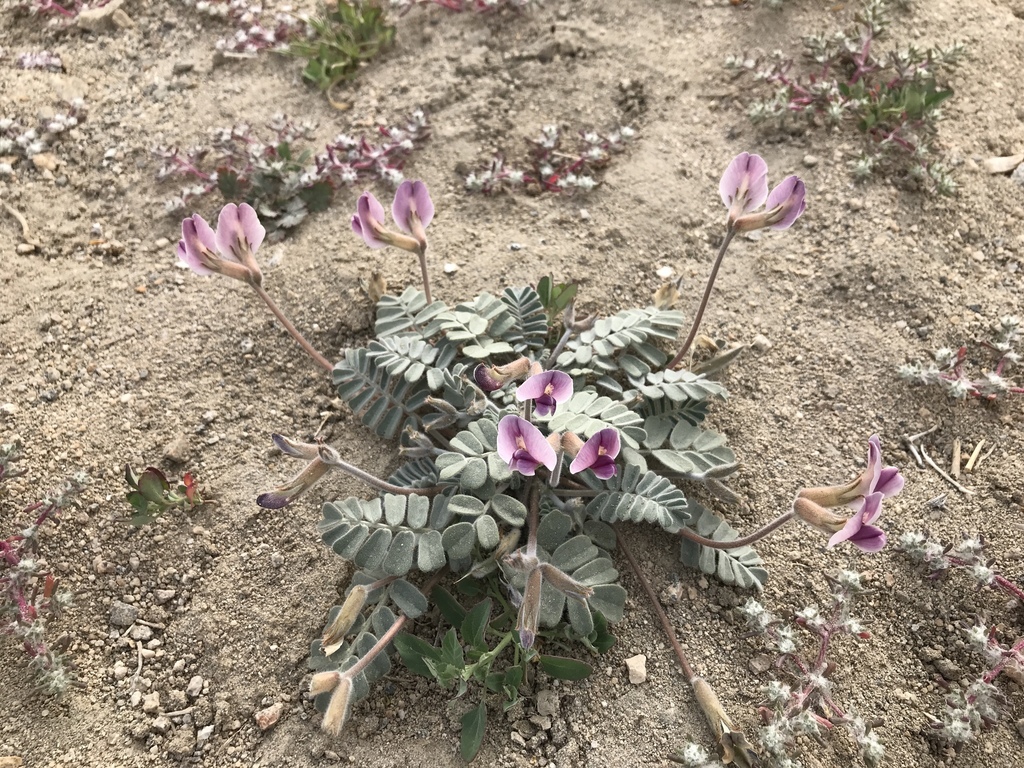 Wedge-Leaf Chesneya