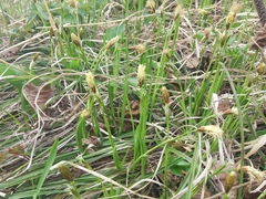 Carex longirostrata