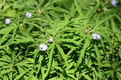 Anemonoides caerulea