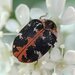 Common Carpet Beetle - Photo (c) Иван Тисленко, some rights reserved (CC BY-NC), uploaded by Иван Тисленко