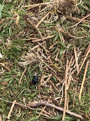 Anoplotrupes stercorosus