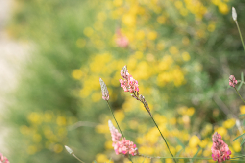 Onobrychis gracilis (Onobrychis gracilis)