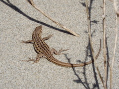 Psammodromus edwarsianus