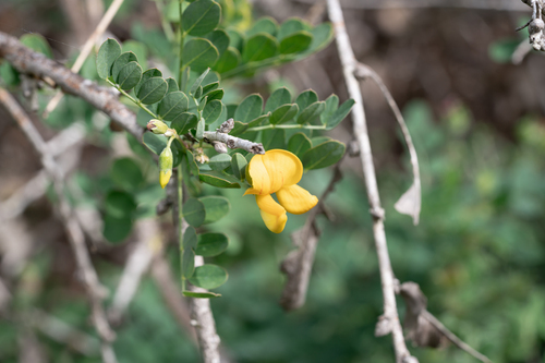 Rhodian Bladder-senna (Colutea insularis)
