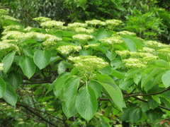 Cornus controversa