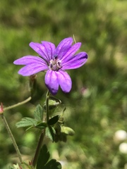 Robertium