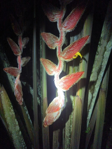 Image of Heliconia vellerigera by (c) Tom Field, some rights reserved (CC BY)