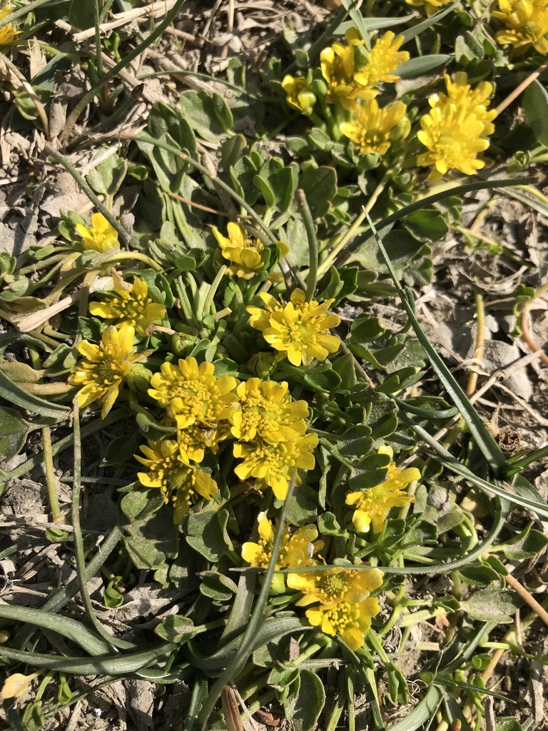 Halerpestes tricuspis