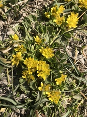 Halerpestes tricuspis