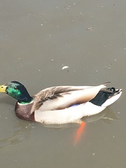 Anas platyrhynchos