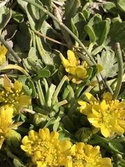 Halerpestes tricuspis