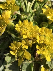 Halerpestes tricuspis