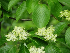 Cornus controversa