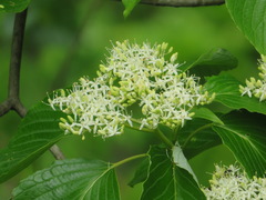 Cornus controversa