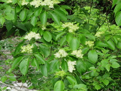 Cornus controversa