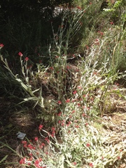 Helichrysum sanguineum