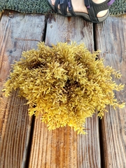 Sargassum natans