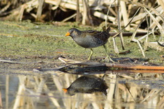 Porzana porzana