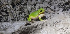 Hyla japonica