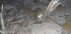 Hyla japonica