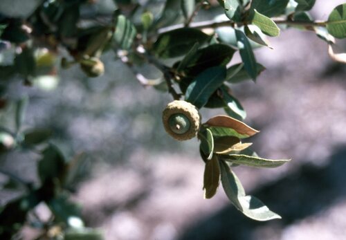 California Live-oak fruiting