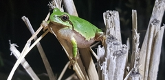Hyla flaviventris