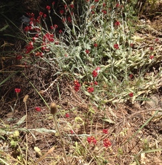 Helichrysum sanguineum
