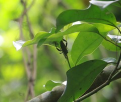 Pseudomictis obtusispinus