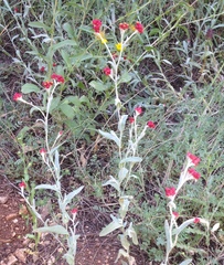 Helichrysum sanguineum