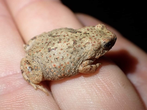 Lugh Toad