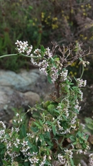 Astephanus triflorus