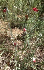 Helichrysum sanguineum
