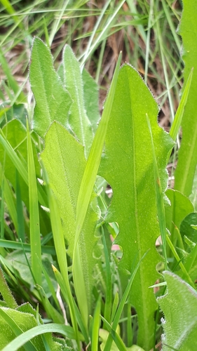 Vienagraižė snaudalė nuotrauka