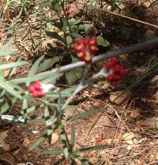 Helichrysum sanguineum