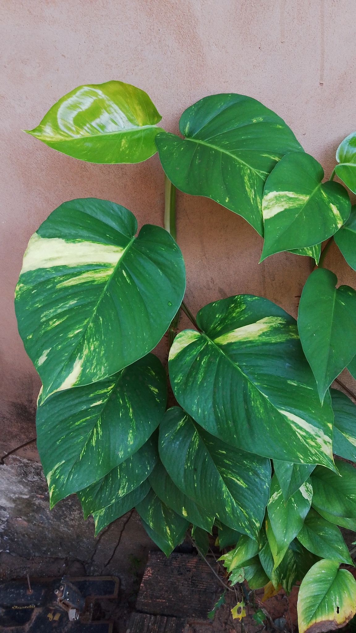 Epipremnum aureum