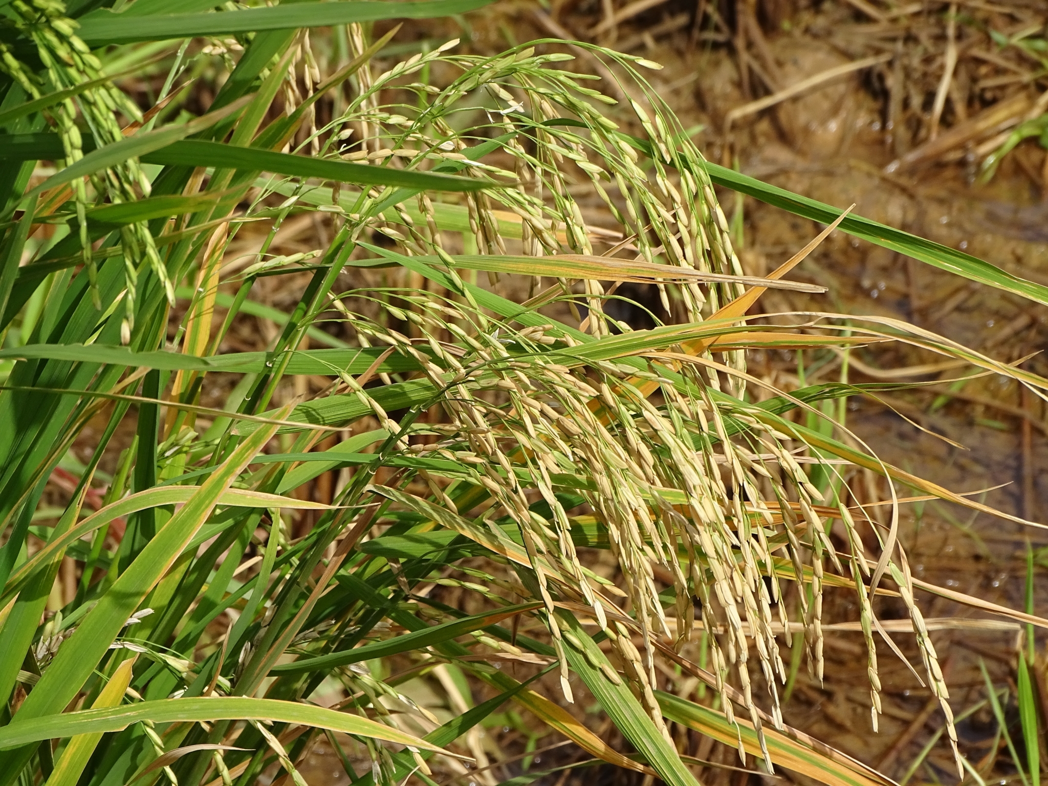 Imagem de Arroz