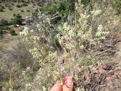 Aloysia
