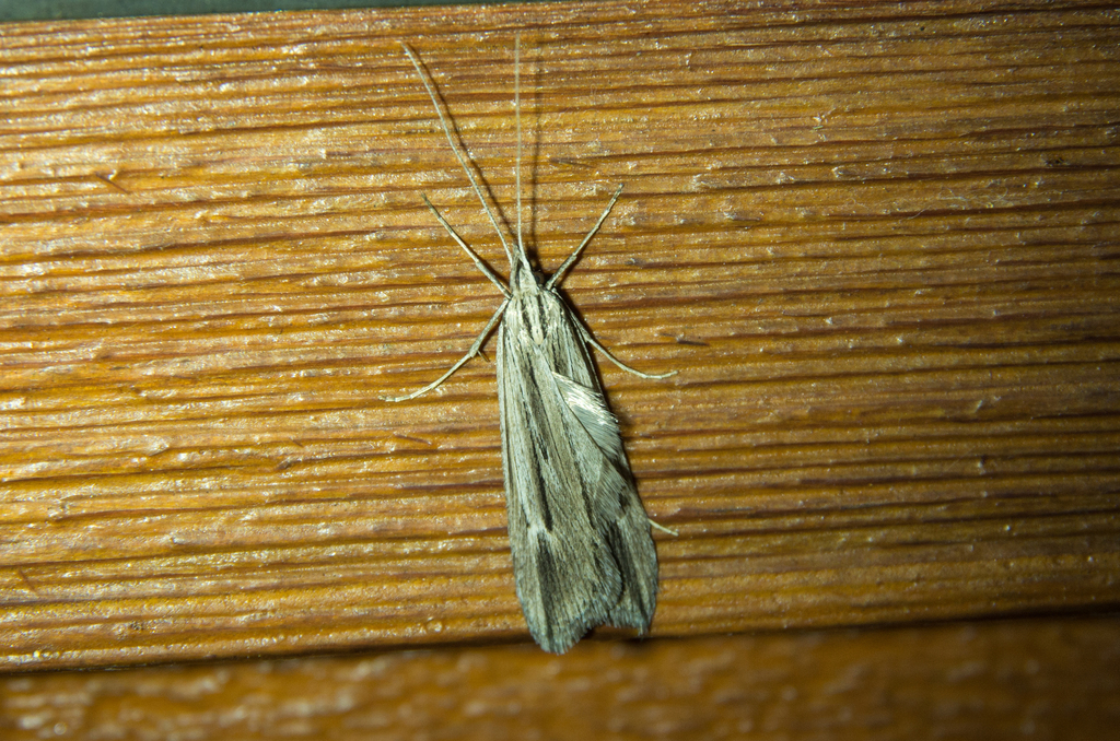 Xylorycta viduata