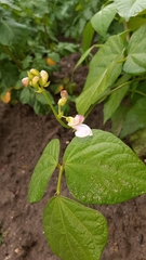 Phaseolus vulgaris