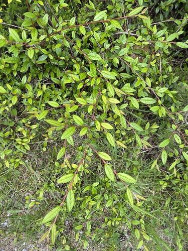 cotoneaster (Cotoneaster salicifolius)