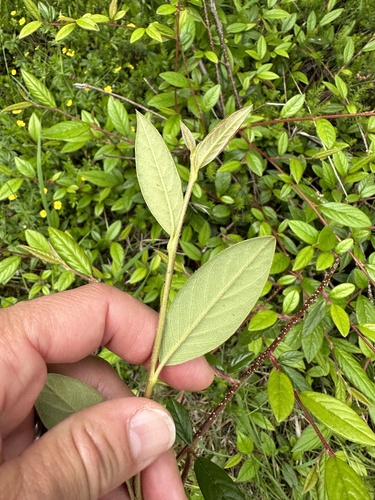 Cotoneaster salicifolius