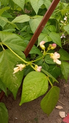 Phaseolus vulgaris