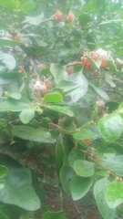 Lorantheae