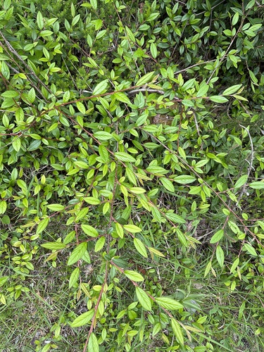 Cotoneaster salicifolius