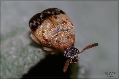 Sennius lateapicalis