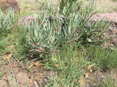 Asclepias brachystephana