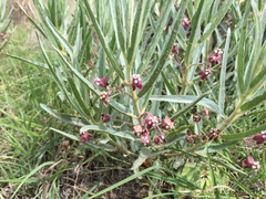 Asclepias brachystephana