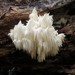 Coral Tooth Fungus - Photo (c) Aleksandr Ebel, some rights reserved (CC BY-NC)